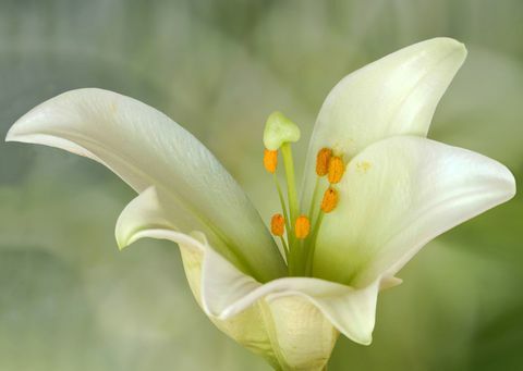 Lilium candidum ή Madonna Lily, είναι ένα φυτό στο γένος Lilium, ένα από τα αληθινά κρίνια. Είναι εγγενής στα Βαλκάνια και τη Δυτική Ασία.