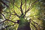 Το Woodland Trust καλεί 1 εκατομμύριο ανθρώπους να φυτέψουν δέντρα