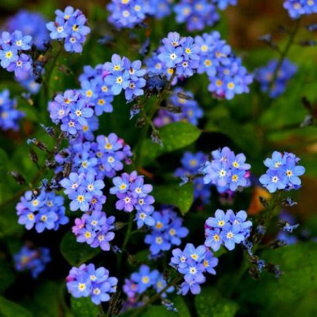 τάσεις κήπου 2022 μπλε ξεχάστε με όχι λουλούδια