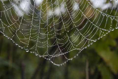 Αράχνες ιστούς που καλύπτονται σε σταγόνες δροσιάς σε μια κατανομή ή στον κήπο στον ήλιο νωρίς το πρωί.