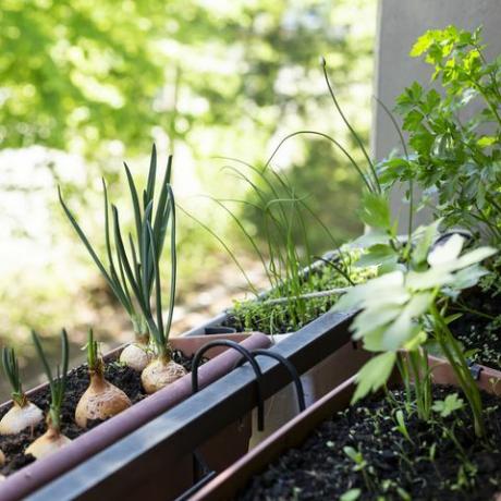 οι τάσεις στον κήπο 2022 καλλιεργήστε τα δικά σας, διάφορα βότανα που φυτρώνουν σε μικρό κήπο με μπαλκόνι