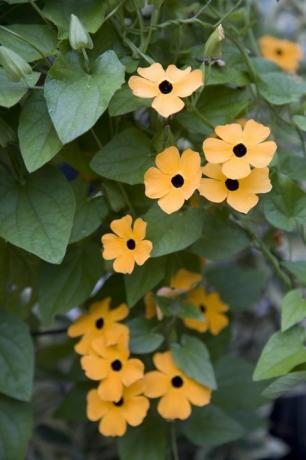 πορτοκαλί thunbergia λουλούδια και φύλλα