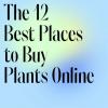 Πώς να αγοράσετε φυτά εσωτερικού χώρου: Όλα όσα πρέπει να γνωρίζετε και τα καλύτερα φυτά που πρέπει να αγοράσετε