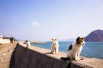Cat Island στην Ιαπωνία