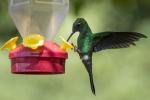 Πώς να προσελκύσετε Hummingbirds