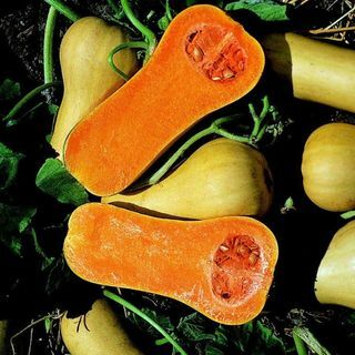 Σκουός "Butternut"