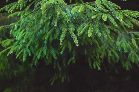 Close-up της έλατο δέντρο