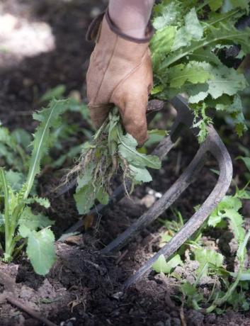 Τραβώντας τα ζιζάνια, χρησιμοποιώντας ένα μεγάλο πιρούνι κήπου για να σηκώσετε το έδαφος