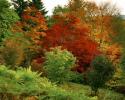 Ακραίες καιρικές συνθήκες που επηρεάζουν τα φύλλα του φθινοπώρου, προειδοποιεί το National Trust