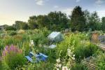 Το Wildlife Garden On Rented Allotment Site κερδίζει το βραβείο Garden