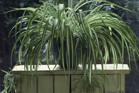 Spider Plant (Chlorophytum) σε μπλε τζάμια στο ξύλο στο παράθυρο