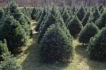 Γιατί εξακολουθούμε να κόβουμε τα Χριστουγεννιάτικα δέντρα;