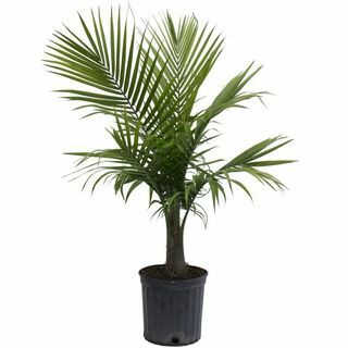 10-in Majesty Palm σε πλαστικό δοχείο