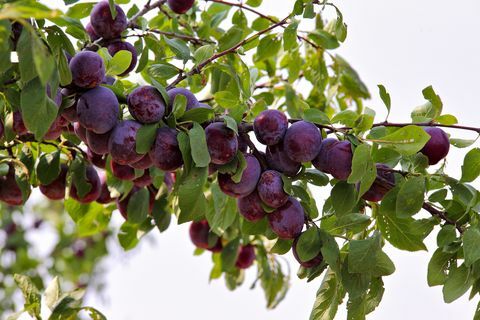 Φρούτα δαμάσκηνου, καλοκαιρινό κήπο