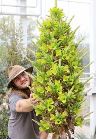 κηπουρική κάλλο munro faure θαυμάζει το puya chilensis που έχει ανθίσει για δεύτερη φορά στην ιστορία του στο rhs garden wisley, surrey this το πρωί η πρώτη φορά που ανθίστηκε στο θερμοκήπιο στο wisley ήταν πριν από 8 χρόνια το θερμοκήπιο θα ανοίξει ξανά στο κοινό τη Δευτέρα 17 Μαΐου μετά τη νέα κυβέρνηση Κατευθυντήριες γραμμές