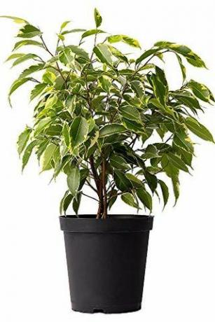 Διάφορο δέντρο Ficus, δοχείο 6 "